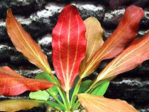 red flame sword plants