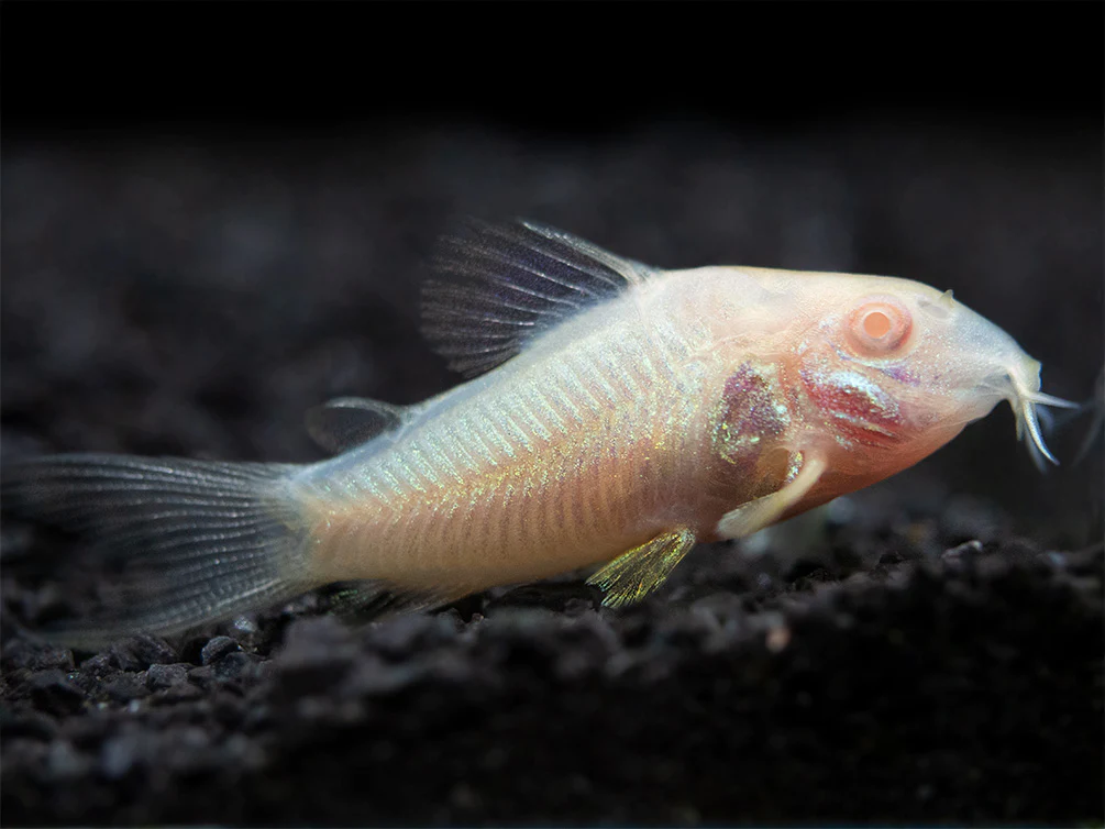 Albino Cory catfish