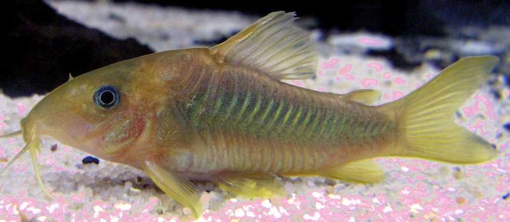 The Best Community Fish For Freshwater Aquariums: For Beginners ...