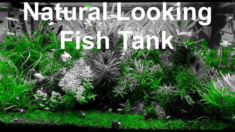 Natural looking fish aquarium