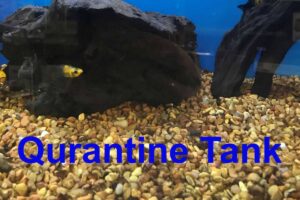 How to set up a quarantine tank fast