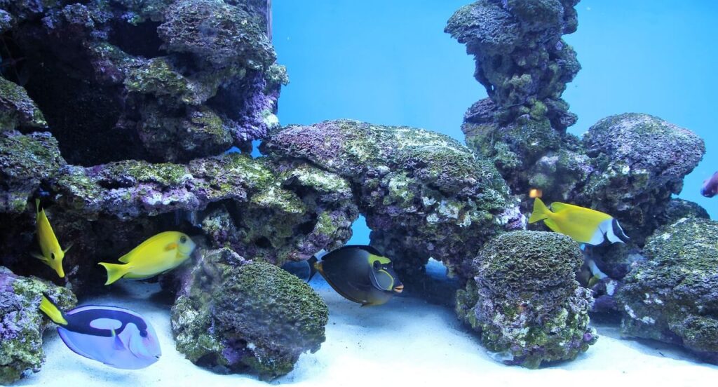 mistakes to avoid when setting up your aquarium