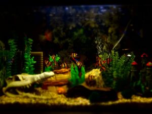 How to set up a fish tank aquarium