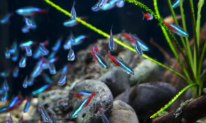Best Cold Water Fish for a Community Cold Water Tank: Cold Water Fish That Can Live Together