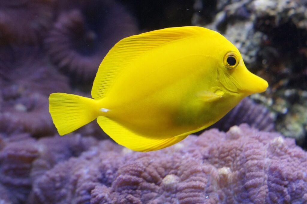 changing your substrate with lemon fish