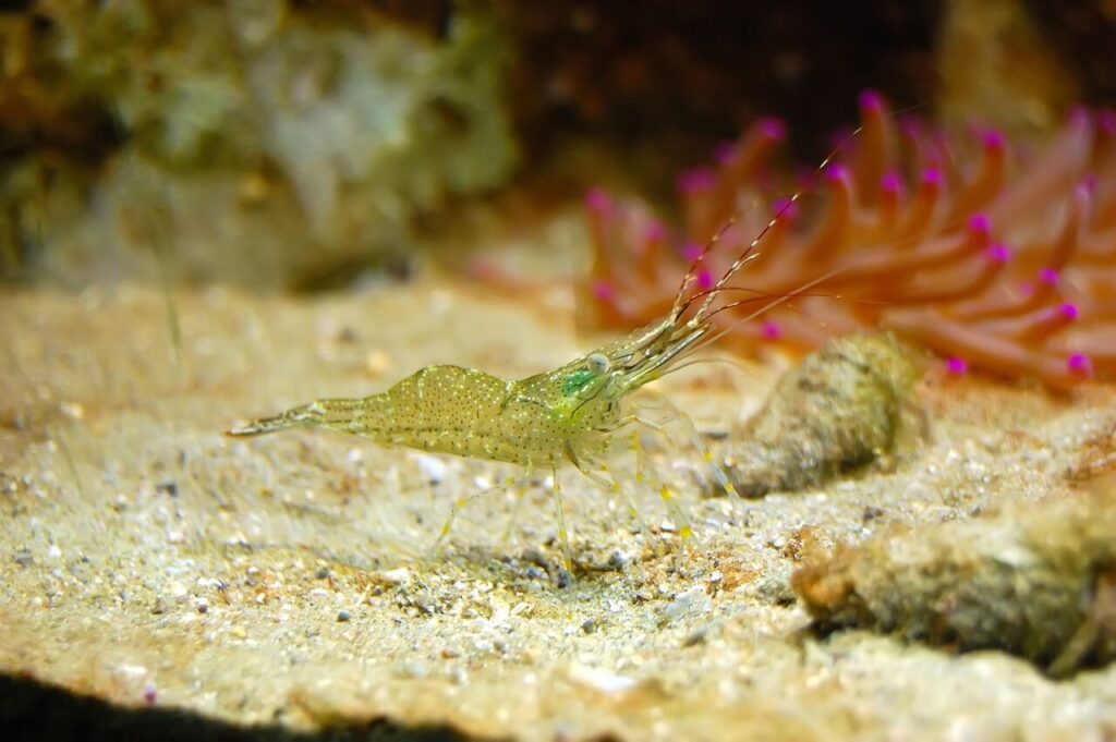 Fresh water shrimp 
How to add shrimp to aquarium 