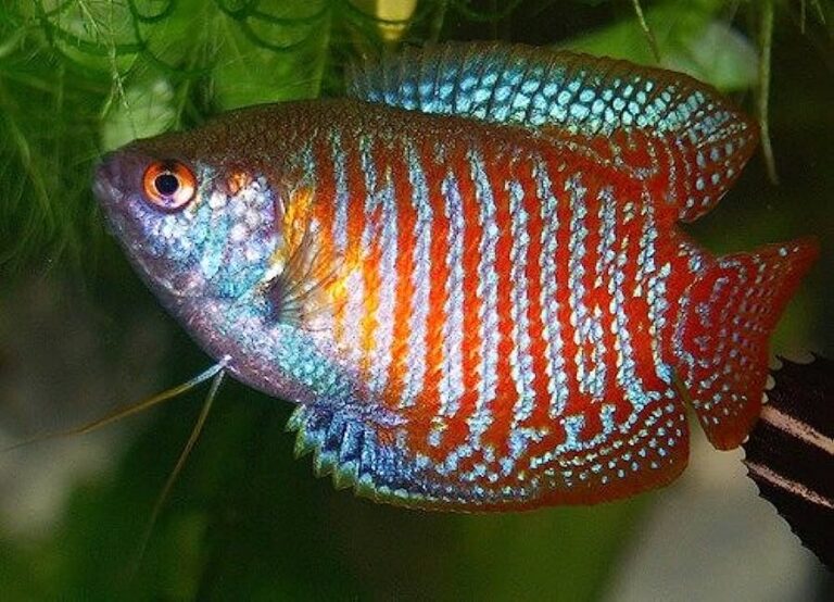 The Best Fish For Large Tanks - Aquarium Fish Source