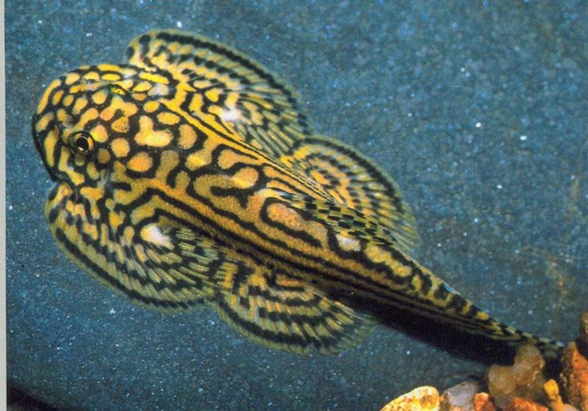 The 17 Best Cold Water Fish For Beginners Aquarium Fish That Do Not Require A Heater Aquarium