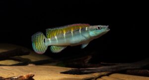 Crenicichla compressiceps 1200w