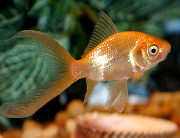 Domesticcometgoldfish