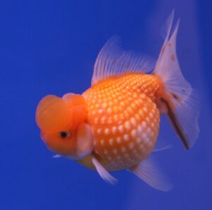 Goldfish Pearl Scale