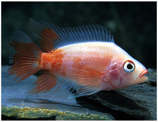 Red Devil Cichlid Freshwater Fish 2