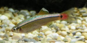 The 17 Best Cold Water Fish For Beginners: Aquarium Fish That Do Not ...