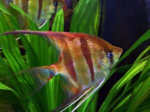 Best fish for large tanks