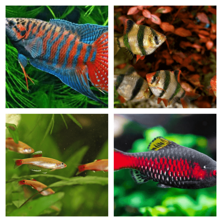 The 17 Best Cold Water Fish For Beginners Aquarium Fish That Do Not