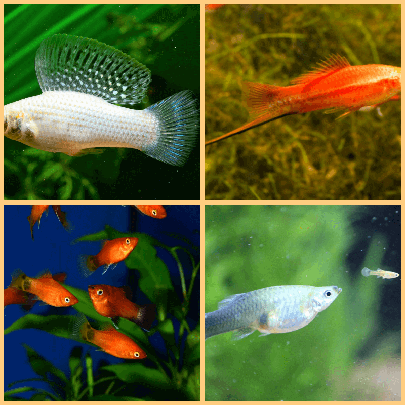  easiest and most profitable fish breed