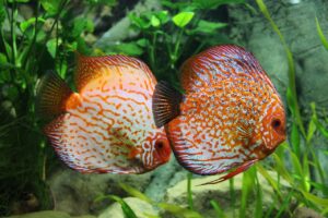 Popular fish to breed, Discus fish