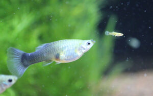 pregnant guppy, how to breed guppies