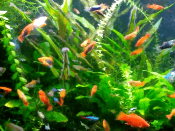 the 11 best community fish for 75 gallon tank