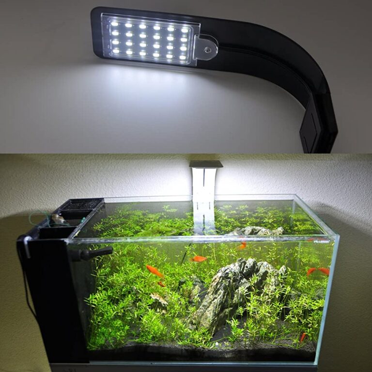 How Does Aquarium Lighting Affect Algae Growth Preventing Algae Growth In Aquariums In 2023