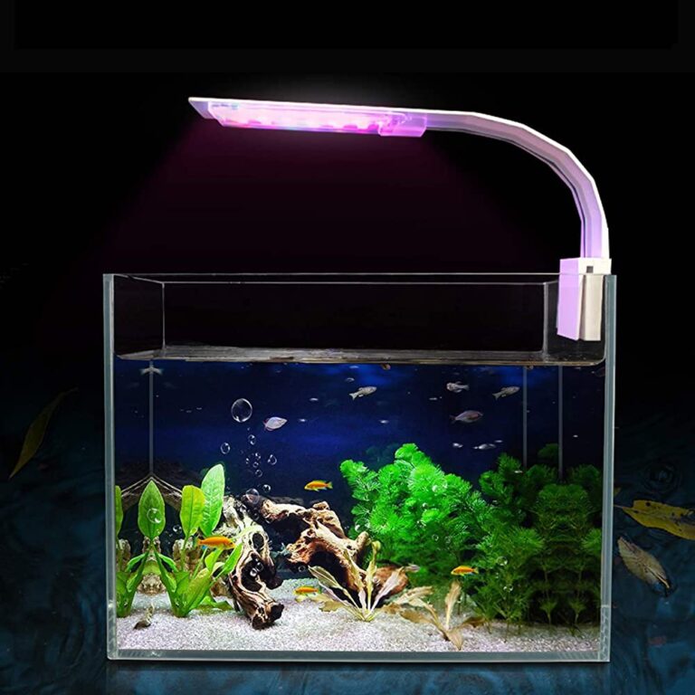 How Does Aquarium Lighting Affect Algae Growth Preventing Algae Growth In Aquariums In 2023