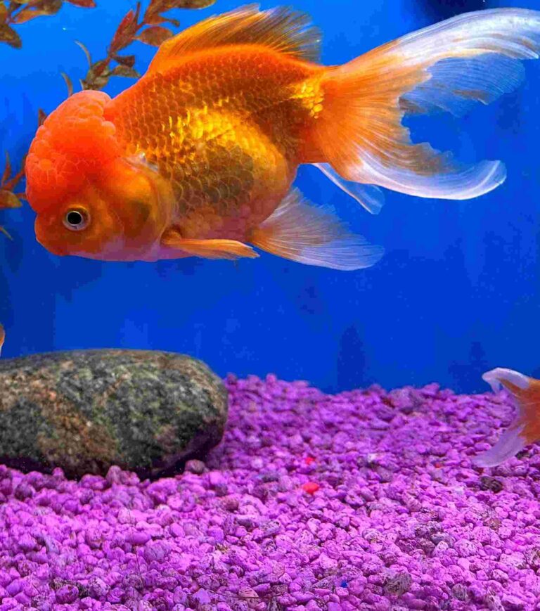 Photo inspiration: Goldfish Net For Aquarium Maintenance Reference: 10 Essential Tips For Maintaining Water Quality In Your Goldfish