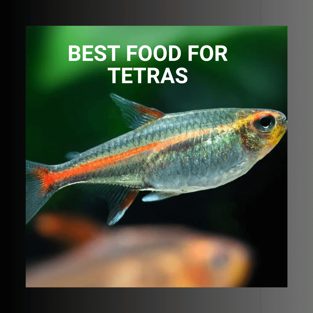 Choosing The Right Diet For Your Tetra Best Tetra Fish Food Options
