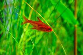 Ember Tetra Varieties and Where to Buy Them