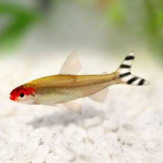 Rummy Nose Tetra Tankmates: Choosing Companions Wisely