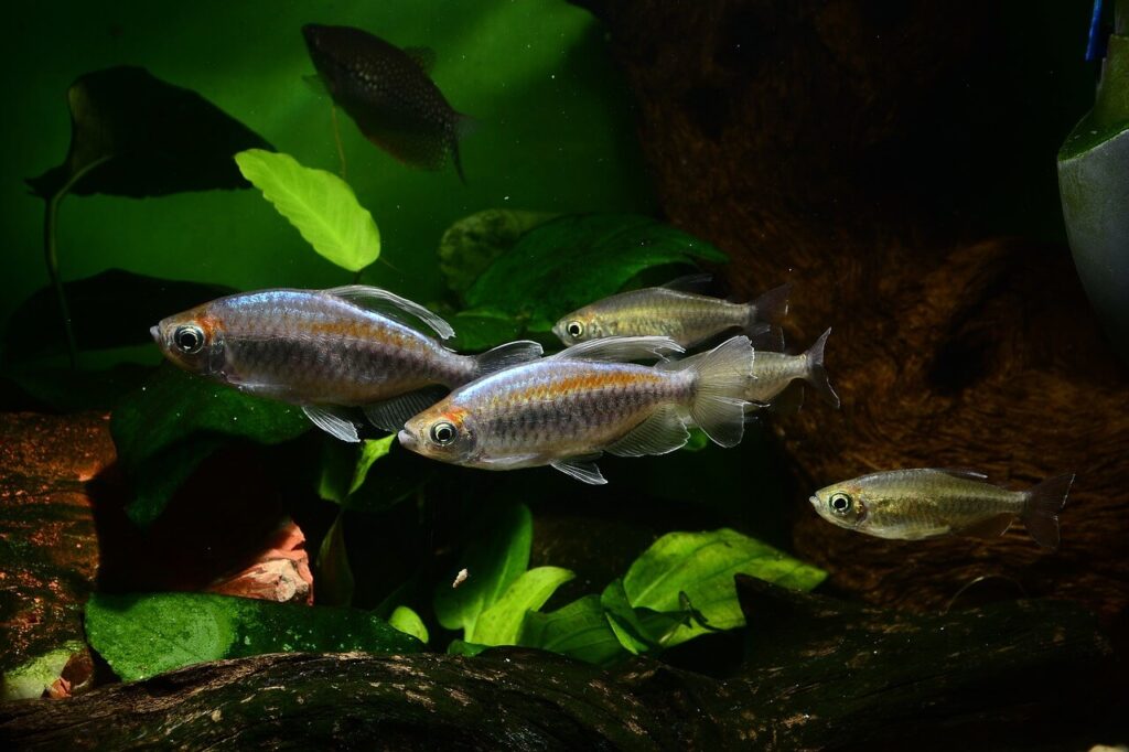 Tetra Fish Feeding Schedule amber fish 