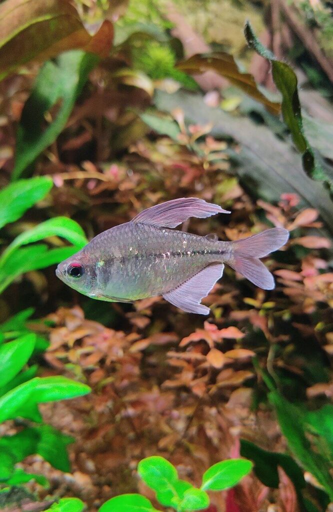 Neon tetra color variations 