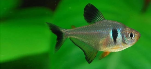 Black Phantom Tetra Care: A Comprehensive Guide