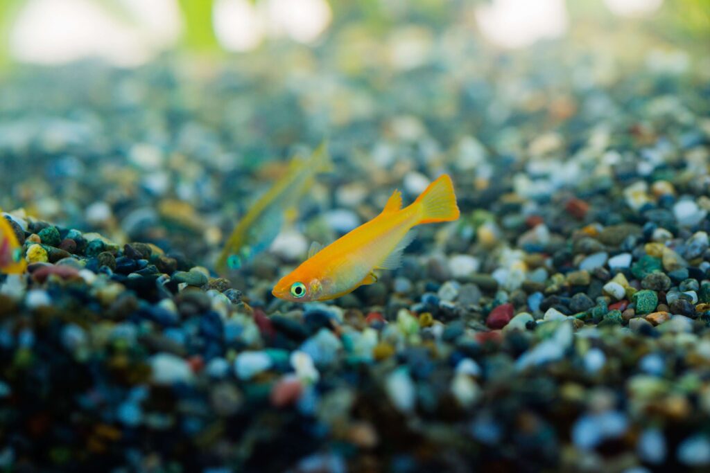 The 5 Best Substrate Options For Your Tetra Fish Tank