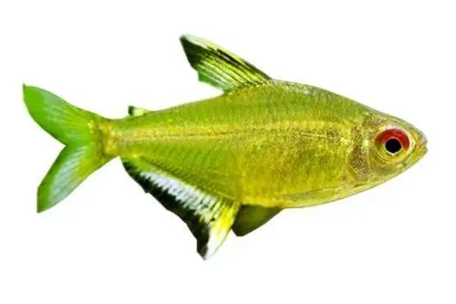 lemon tetra fish 960