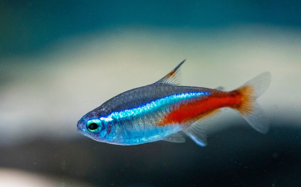 Neon Tetras and Betta