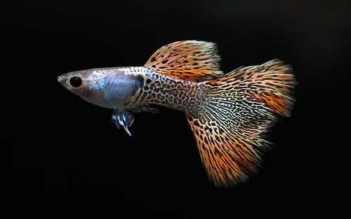 1 Male Metal Red Lace Live Aquarium Guppy - Grade A, Freshwater, Peaceful, Beginner