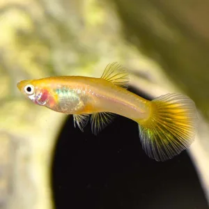 Golden Guppy