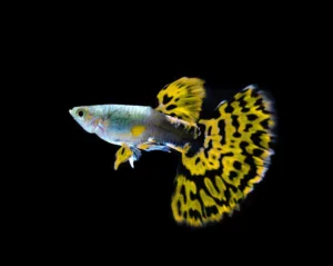 Cobra Guppy