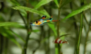 guppy fish tank maintenance