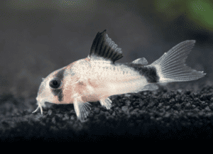 (Corydoras metae) Masked Corydoras bandit corydoras, or Meta River corydoras (Corydoras metae