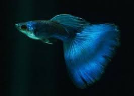 Electric Blue Moscow Guppy
