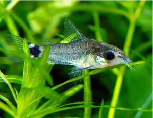 Black diamond cory catfish (Corydoras cf. aeneus "black diamond")