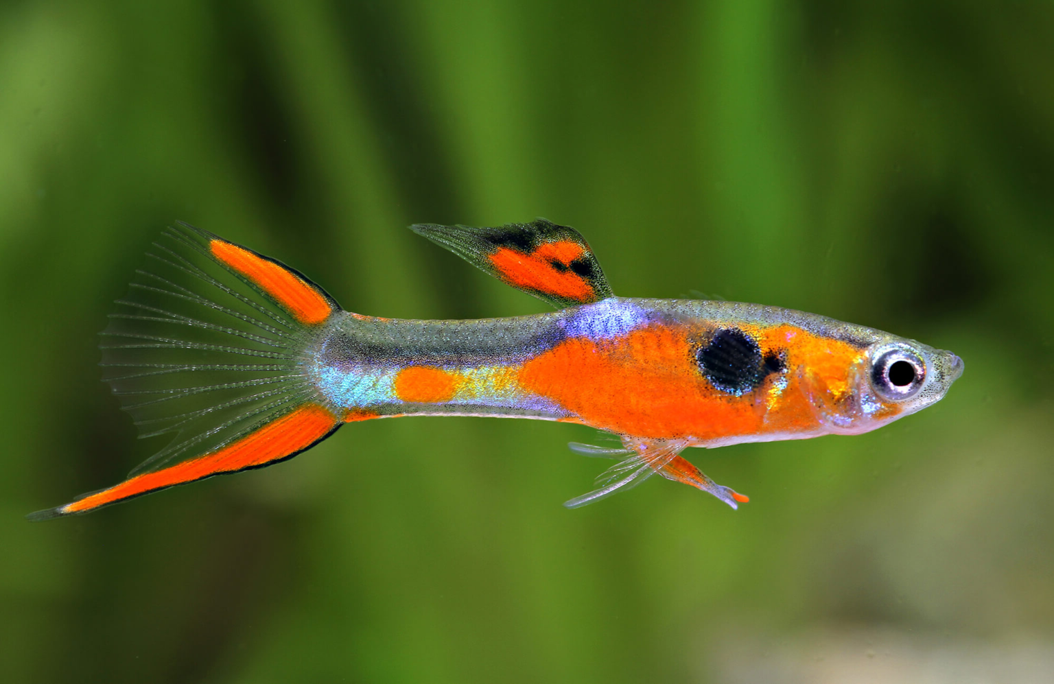 Flame Tail Endler Guide | Breeding, Tank Setup, Where To Buy - Aquarium ...
