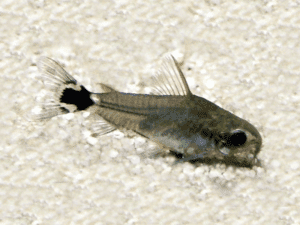 dwarf corydoras (Corydoras hastatus), dwarf catfish, tail spot pygmy catfish, or micro catfish