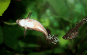 cory catfish breeding guide