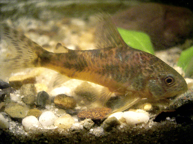 Pepper Cory, Peppered Cory, Paleatus Catfish, Corydoras paleatus, mottled corydoras, peppered catfish