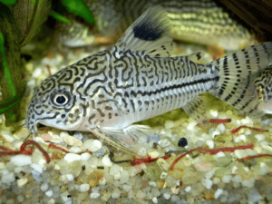 The three stripe corydoras (Corydoras trilineatus), leopard catfish, false julii corydoras, or three line catfish