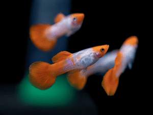 koi guppy