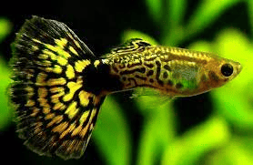  Green Cobra Guppy, scientifically known as Poecilia reticulata, corbra green guppy, or green king cobra guppy
