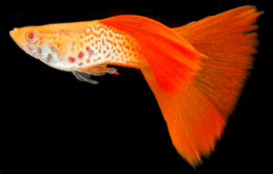 Red Cobra Guppy